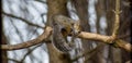 Squirrel at nap time perched in his tree