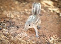 Squirrel in a natural habitat, Valley of Fire State Park, USA.