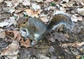 Squirrel, nature, leaves and environment