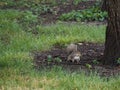 Squirrel near a tree with twigs and grasses around it