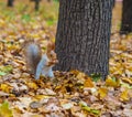 Squirrel near the tree Royalty Free Stock Photo