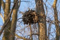 Squirrel nest is high above in a tall tree Royalty Free Stock Photo