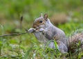 Squirrel nibbles on a stick in a grassy field Royalty Free Stock Photo