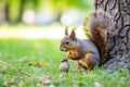 squirrel nibbling on an acorn beside a meadow oak tree Royalty Free Stock Photo