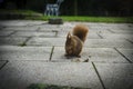 Squirrel nibbling nuts Royalty Free Stock Photo