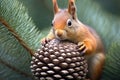 squirrel nibbling on a pine cone in a tree Royalty Free Stock Photo