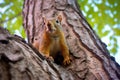 squirrel nibbling on walnut in tree Royalty Free Stock Photo