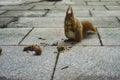 Squirrel nibbling walnuts Royalty Free Stock Photo