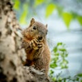 Squirrel holding a nut with his paws