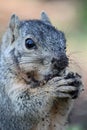 Squirrel with Nut Royalty Free Stock Photo