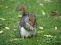 Squirrel with Nut Royalty Free Stock Photo