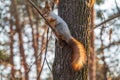 Squirrel with nut in Autumn sits on a branch Royalty Free Stock Photo