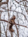 Squirrel with nut in Autumn sits on a branch Royalty Free Stock Photo