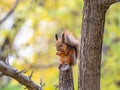 Squirrel with nut in Autumn sits on a branch Royalty Free Stock Photo