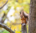 Squirrel with nut in Autumn sits on a branch Royalty Free Stock Photo