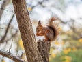 Squirrel with nut in Autumn sits on a branch Royalty Free Stock Photo