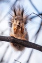 Squirrel with nut in Autumn sits on a branch Royalty Free Stock Photo