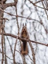 Squirrel with nut in Autumn sits on a branch Royalty Free Stock Photo