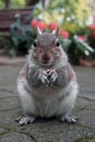 Squirrel with a nut in a city park Royalty Free Stock Photo