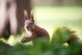 Squirrel nut the eater. Royalty Free Stock Photo