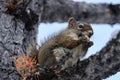 Squirrel with nut. Funny animal squirrel eating nut on larch tree brunch. Royalty Free Stock Photo