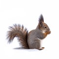 The squirrel with nut funny sits on its hind legs on the pure white snow in winter, isolated on white background Royalty Free Stock Photo