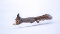 Squirrel with nut quickly runs through the white snow