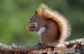 Squirrel with a Nut Royalty Free Stock Photo