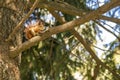 Squirrel with a nut on the tree . Funny squirrel whis a nut . Sciurus. Rodent. A squirrel sits on a tree and eats a nut Royalty Free Stock Photo