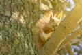 Squirrel with a nut on the tree . Funny squirrel whis a nut . Sciurus. Rodent. A squirrel sits on a tree and eats a nut Royalty Free Stock Photo