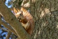 Squirrel with a nut on the tree . Funny squirrel whis a nut . Sciurus. Rodent. A squirrel sits on a tree and eats a nut Royalty Free Stock Photo