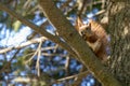 Squirrel with a nut on the tree . Funny squirrel whis a nut . Sciurus. Rodent. A squirrel sits on a tree and eats a nut Royalty Free Stock Photo