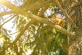 Squirrel with a nut on the tree . Funny squirrel whis a nut . Sciurus. Rodent. A squirrel sits on a tree and eats a nut Royalty Free Stock Photo