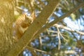 Squirrel with a nut on the tree . Funny squirrel whis a nut . Sciurus. Rodent. A squirrel sits on a tree and eats a nut Royalty Free Stock Photo