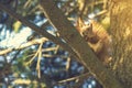 Squirrel with a nut on the tree . Funny squirrel whis a nut . Sciurus. Rodent. A squirrel sits on a tree and eats a nut Royalty Free Stock Photo