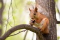 Squirrel with a nut on the tree Royalty Free Stock Photo