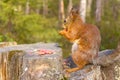 Squirrel with nuts and summer forest on background Royalty Free Stock Photo