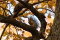 Squirrel on an oak branch gnaws nuts Royalty Free Stock Photo