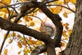 Squirrel on an oak branch gnaws nuts Royalty Free Stock Photo
