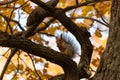 Squirrel on an oak branch gnaws nuts Royalty Free Stock Photo