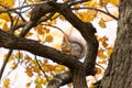 Squirrel on an oak branch gnaws nuts Royalty Free Stock Photo