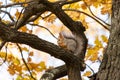 Squirrel on an oak branch gnaws nuts Royalty Free Stock Photo