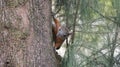 Squirrel in ocote tree in the Gym