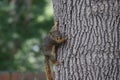 Squirrel Royalty Free Stock Photo