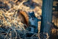 Squirrel in open grass field at night Royalty Free Stock Photo