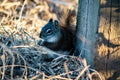 Squirrel in open grass field at night Royalty Free Stock Photo