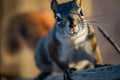 Squirrel in open grass field at night