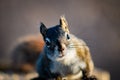 Squirrel in open grass field at night