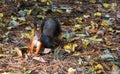 Squirrel. Orange squirrel autumn prepares supplies for the winter.