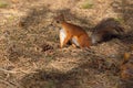 A squirrel, orange with gray specks, runs through the spring forest in Siberia.